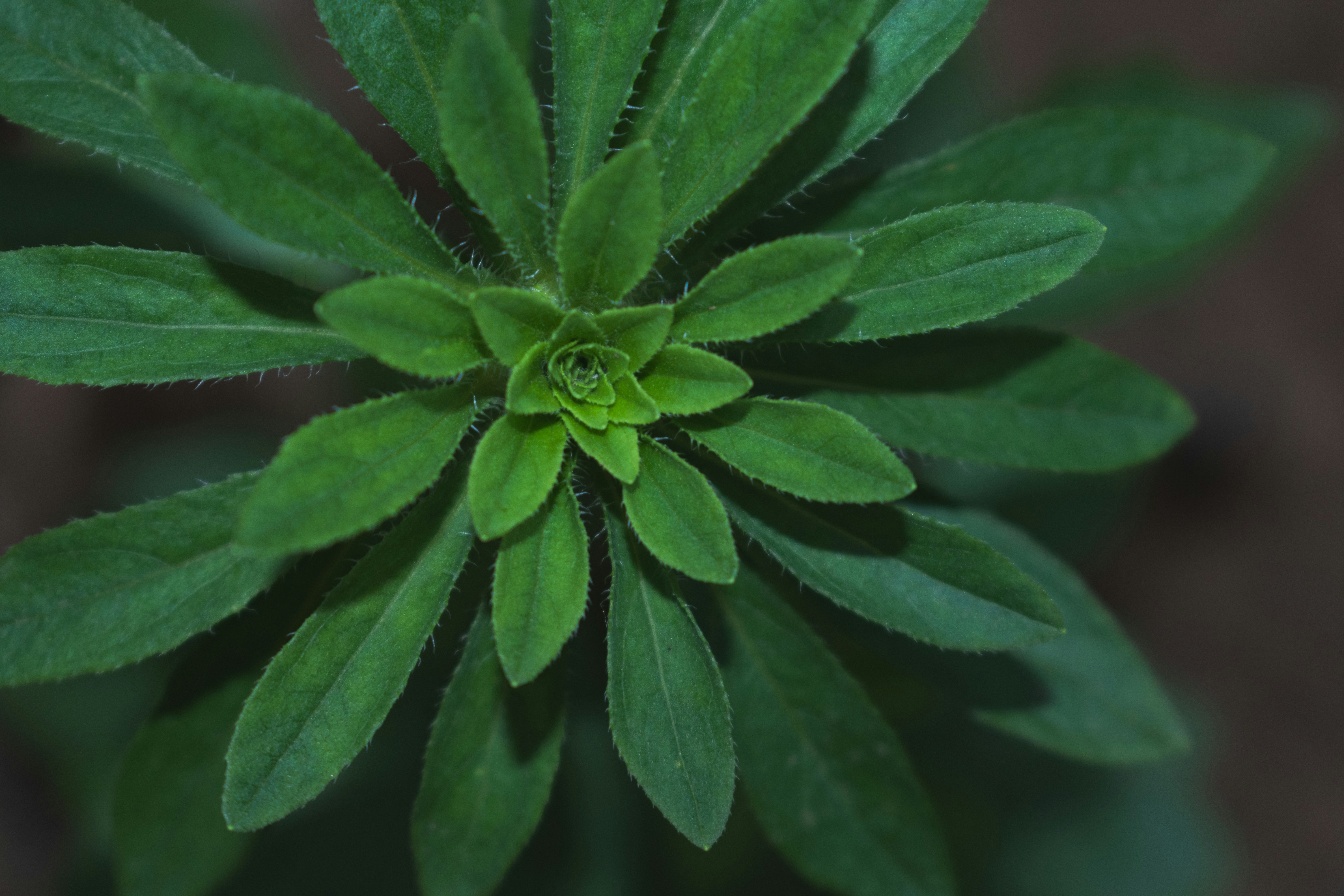 A close up of a green plant with leaves